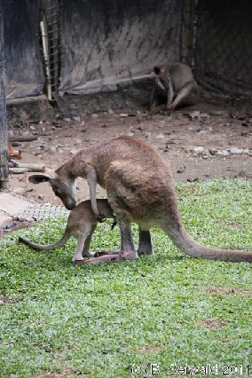 KURANDA20110727 125927