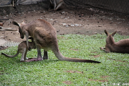 KURANDA20110727 125933