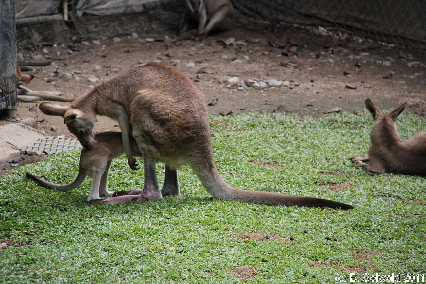 KURANDA20110727 125934