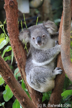 KURANDA20110727 130009