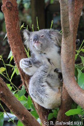 KURANDA20110727 130023