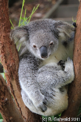KURANDA20110727 130043