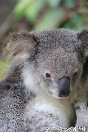 KURANDA20110727 130110