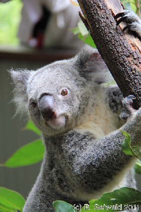 KURANDA20110727 130203