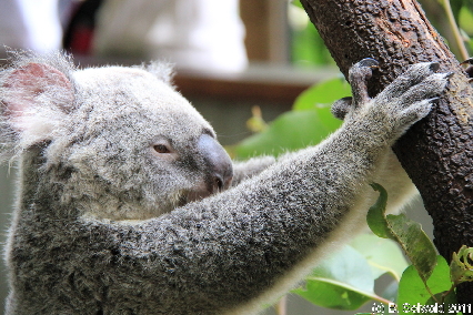 KURANDA20110727 130248