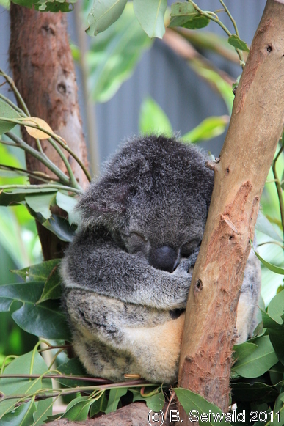 KURANDA20110727 130450