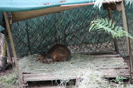 KURANDA20110727 130617