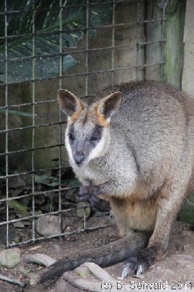 KURANDA20110727 130654