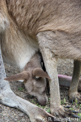 KURANDA20110727 130807