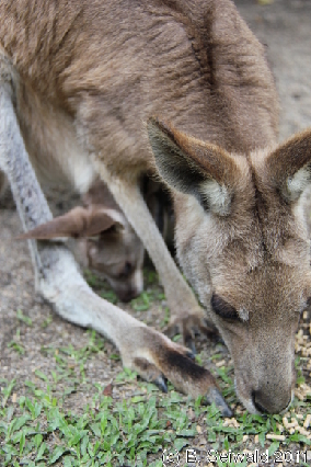 KURANDA20110727 130840
