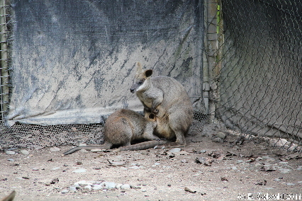 KURANDA20110727 130940
