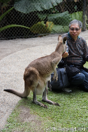 KURANDA20110727 131035