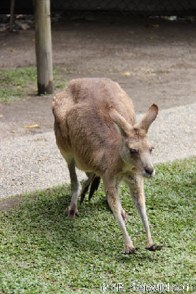 KURANDA20110727 131102