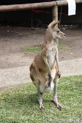 KURANDA20110727 131112