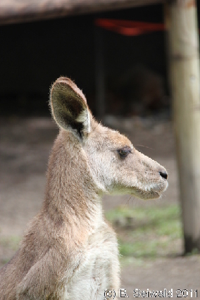 KURANDA20110727 131125
