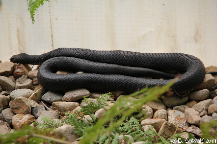 KURANDA20110727 131252