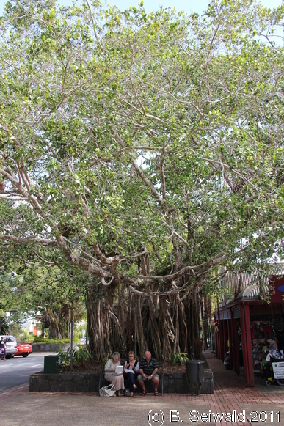 KURANDA20110727 135838