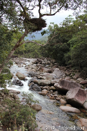 MOSSMANGORGE20110726 095030