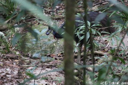 MOSSMANGORGE20110726 101533