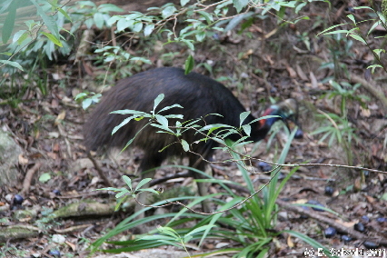 MOSSMANGORGE20110726 101601
