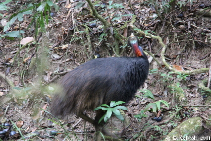 MOSSMANGORGE20110726 101714