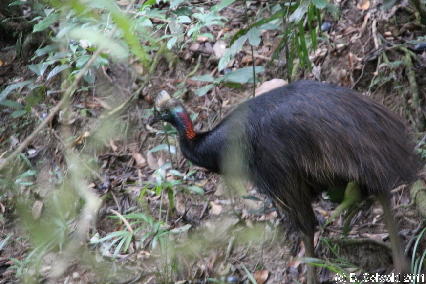 MOSSMANGORGE20110726 101724