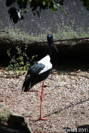 WILDLIFEHABITAT20110728 111259