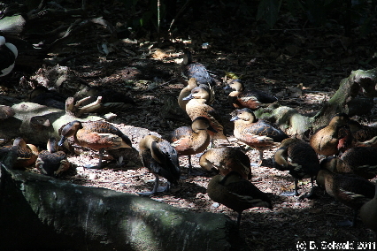 WILDLIFEHABITAT20110728 111514