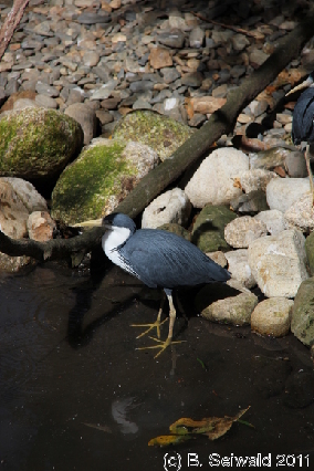 WILDLIFEHABITAT20110728 111700