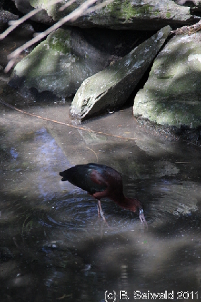 WILDLIFEHABITAT20110728 111711