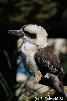 WILDLIFEHABITAT20110728 111826