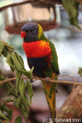 WILDLIFEHABITAT20110728 112237
