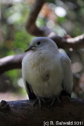 WILDLIFEHABITAT20110728 112824