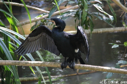 WILDLIFEHABITAT20110728 112843