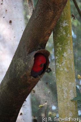 WILDLIFEHABITAT20110728 112909