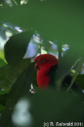 WILDLIFEHABITAT20110728 113343