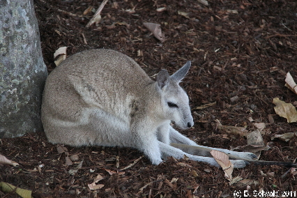 WILDLIFEHABITAT20110728 114548