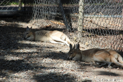 WILDLIFEHABITAT20110728 114742