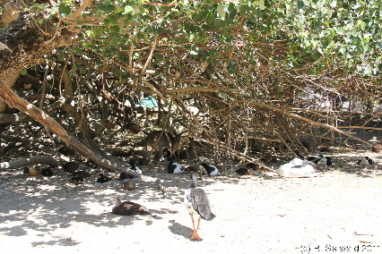 WILDLIFEHABITAT20110728 120502