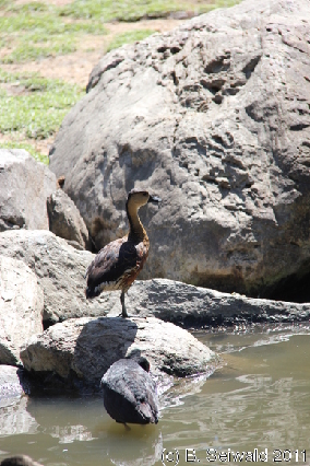 WILDLIFEHABITAT20110728 120548