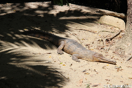 WILDLIFEHABITAT20110728 120724