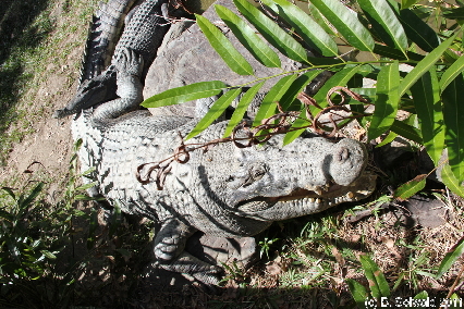 WILDLIFEHABITAT20110728 121052
