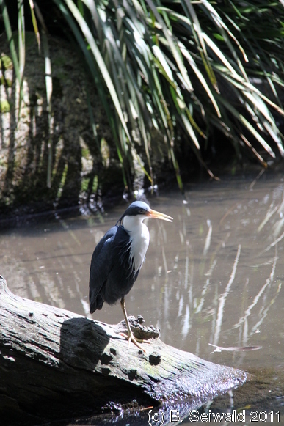 WILDLIFEHABITAT20110728 122810