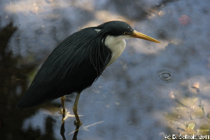 WILDLIFEHABITAT20110728 122846