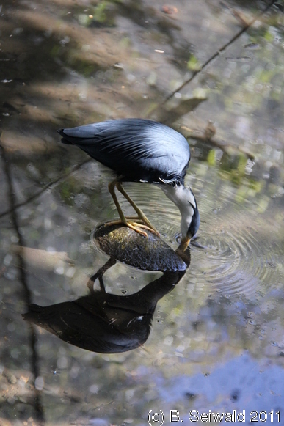 WILDLIFEHABITAT20110728 122901