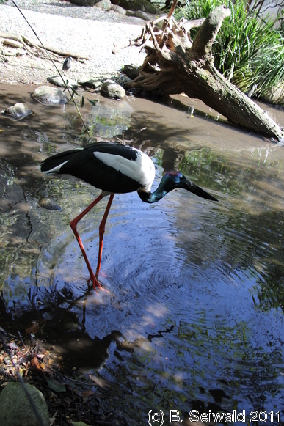 WILDLIFEHABITAT20110728 122918