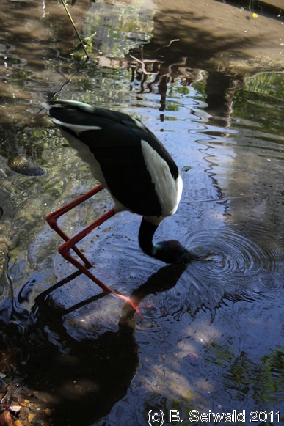 WILDLIFEHABITAT20110728 122920