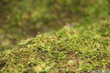 KATOOMBA20120429 100504