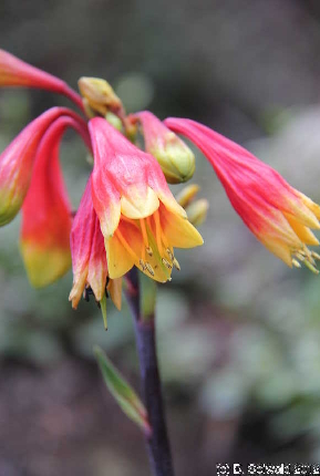 KATOOMBA20120429 104640