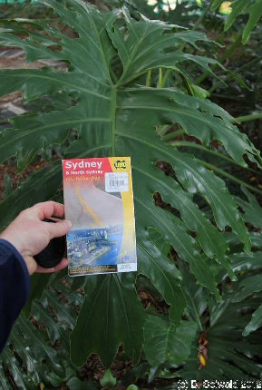 SYDNEY20120430 102417